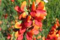 Photos of wildflowers in WA's mid-west.