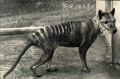 The last Tasmanian tiger, a female, which died on September 7, 1936. 