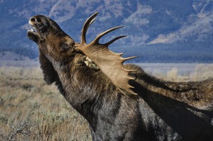 An adult bull moose in Grand Teton National Park, Wyoming.
