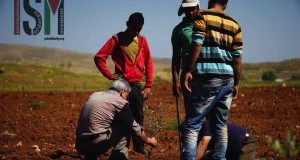 Planting of olive trees