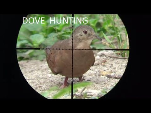 dove huntig air rifle benjamin marauder 5.5