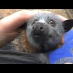 A Young Rescued Bat Makes Adorable Happy Noises While Getting His Head Rubbed by His Caretaker