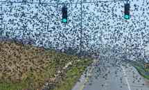 A flock of grackles in Alabama in 2011. More than 30 of the birds mysteriously died recently in Boston. Officials are investigating possible causes. (Photograph: Matt McKean/AP)