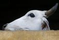 A cow stands at a shelter that harvests cow urine for theraphy in India.  Prime Minister Narendra Modi has introduced ...