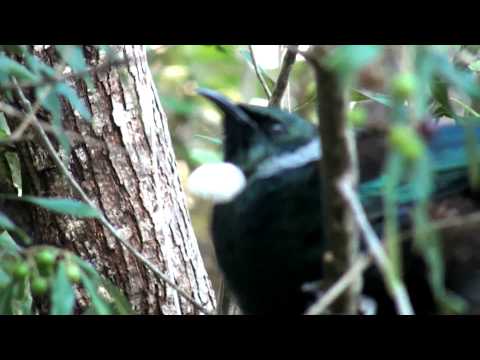 Tui Bird Sounds