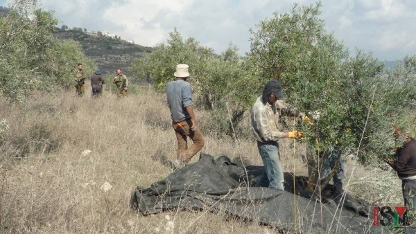 Palestinian farmer and internationals discussing picking permit with Israeli forces.