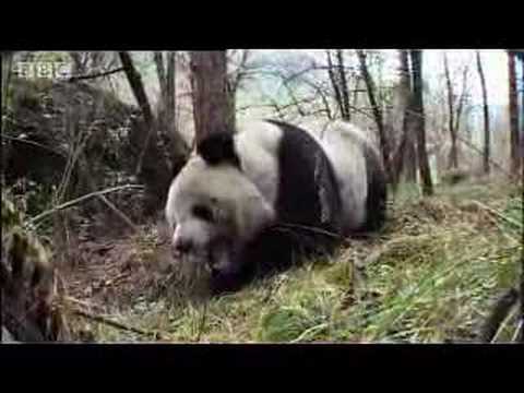 Giant panda bear does handstand! BBC wildlife