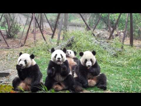 giant panda snack time