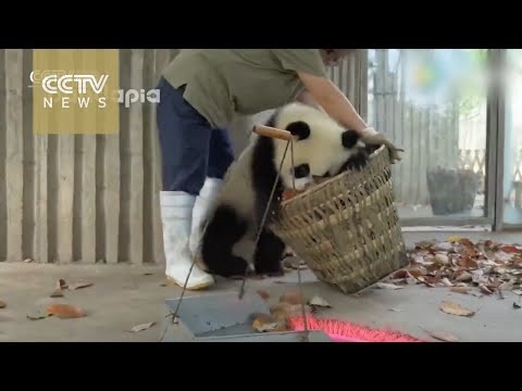 Watch: Giant pandas create trouble as staff cleans their house