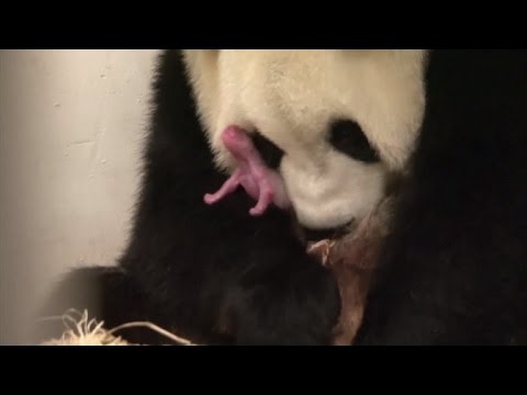 Giant Panda Gives Birth To Rare Cub Just 3 Months After Insemination