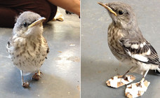 Dieser putzige Vogel kommt dank winziger Schuhe wieder auf die Beine