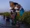 Showing at the festival: A woman with her five children walks back through cold swamps at dusk to her hiding place after ...