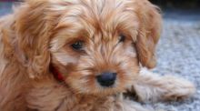 VetCompass in Britain has found that crossbred dogs, like this cavoodle, live longer on average than purebred dogs.