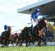 Rise for the Rose: Jockey James McDonald stands up in the irons as he crosses the line to win the Golden Rose on Astern. 