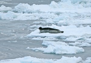 File - A bearded seal (Erignathus barbatus) on the ice in the Arctic Ocean, September 2006.