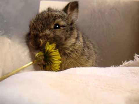 Mary Cummins, Animal Advocates, Baby bunny eats a tiny flower, washes its face