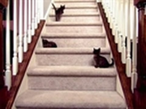 Baby Kittens Face Staircase | Too Cute