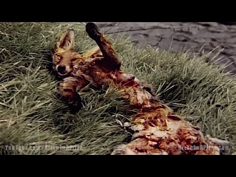 TOP 10: SCARIEST ANIMAL CRUELTY COMMERCIALS (PSAs)