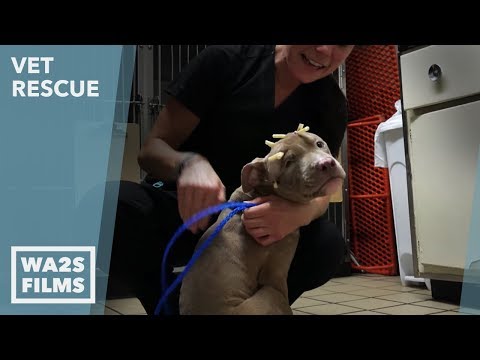 Animal Aid Unlimited for Injured Puppy with Head Trauma on VET Rescue #2 Saving Courage