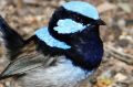 kcbirds superb fairy wren (blue wren) photo by Drew Douglas.Contributed pix