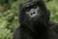 Critically endangered: The Eastern gorilla.