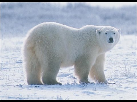 Arctic Kingdom : Life at the Edge - National Geographic