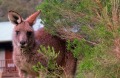 Macquarie is being labelled the 'The Vampire Kangaroo' as it jostles to buy Green Investment Bank.