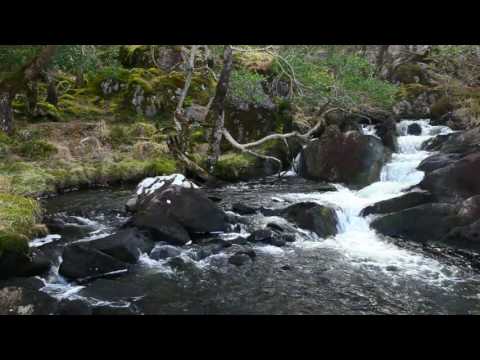 1 Hour HD-Nature Sounds Meditation insomnia Relaxation Birdsong Study Aid-Johnnie Lawson