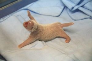 In this image released by the Zoo Aquarium de Madrid, a newly born giant panda cub lies in a cot where vets examined ...