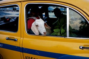 A goat is transported in a yellow cab near a live stock market ahead of the Muslim festival Eid al-Adha in Kolkata, ...