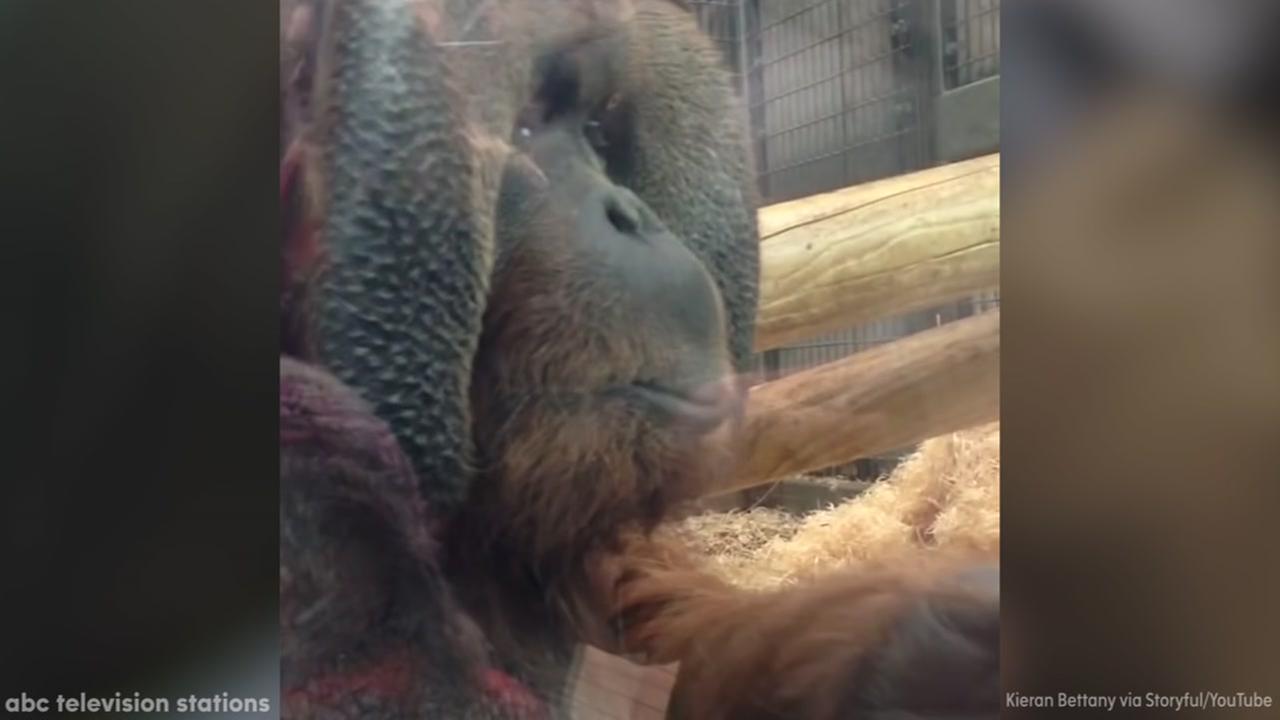 This orangutan had a beautiful moment with a pregnant woman at Colchester Zoo. 