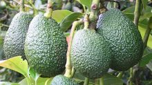 Australian consumption of avocados has been steadily increasing, with annual per capita consumption at around 3.2 kg per ...