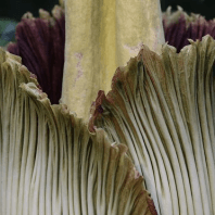 Like a decomposing body, the inside of the flower heats up to help distribute the smell. Photograph: Kathy Willens/AP