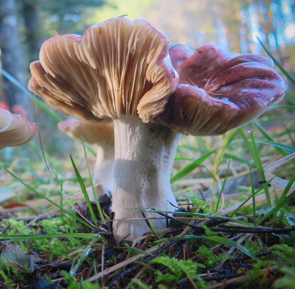 Close up of wild mushrooms growing on mossy forest floor