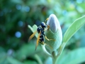 A wasp rests on a flower bud.