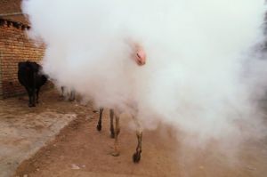 In this Friday, Sept. 9, 2016, file photo, a horse makes its way through a cloud of smoke rising from fumigation being ...