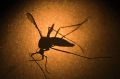 A higher rate of mosquitos are expected in WA this summer due to substantial rainfall and rising temperatures.