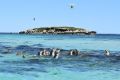 This raft of Australian Sea Lions spotted the drone and gathered to have a look.