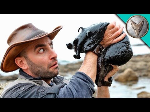 IT'S HUGE! Giant Black Slug!