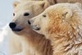 A female polar bear sits in a snow bank with her two cubs. Manitoba, Canada.