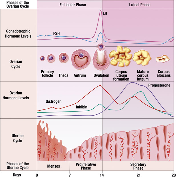 28 day menstrual cycle diagram - Phases of the Ovarian Cycle