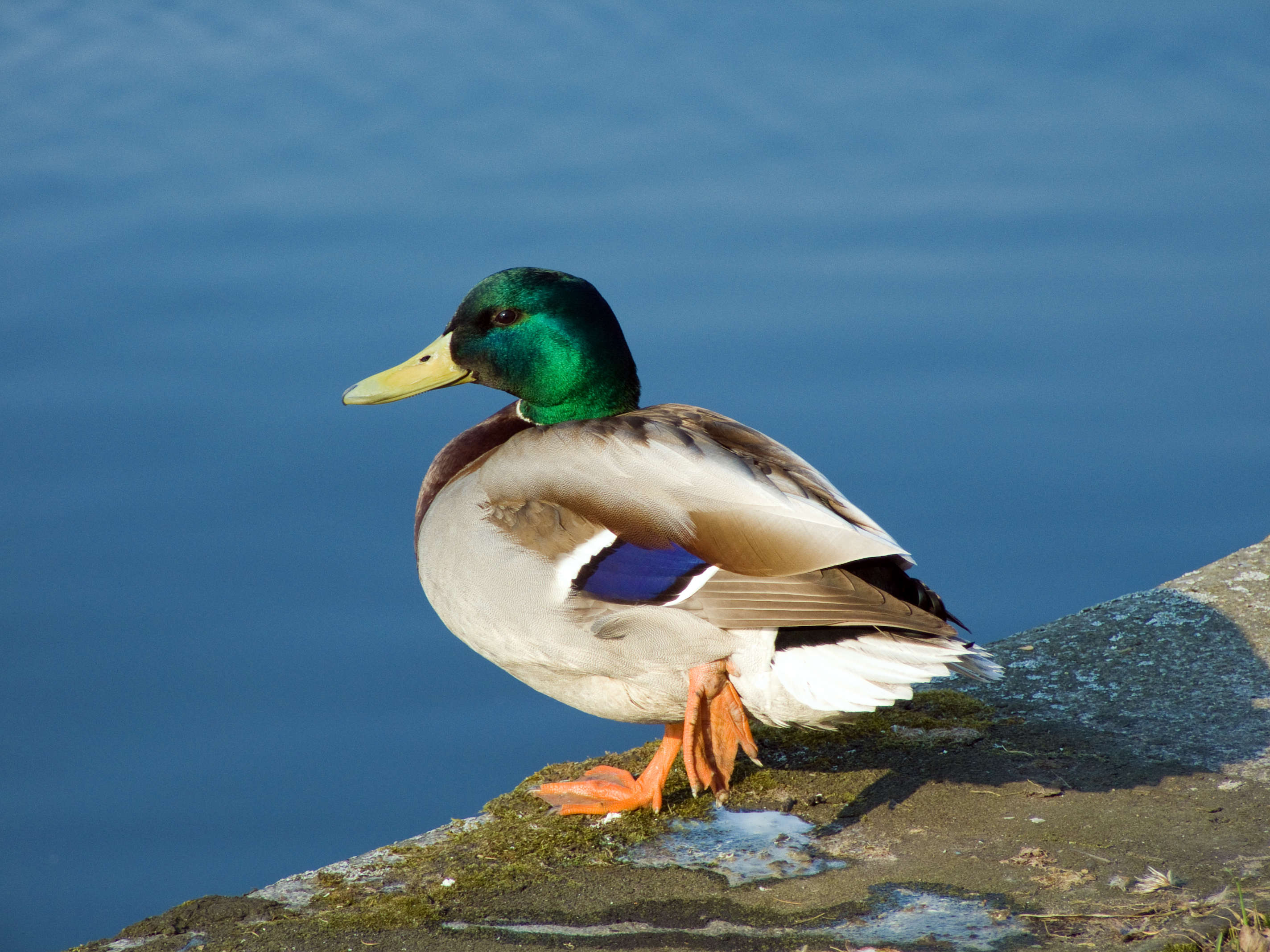 Canard colvert