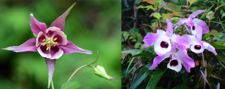 Dendrobium-nobile_Aquilegia-pubiflora