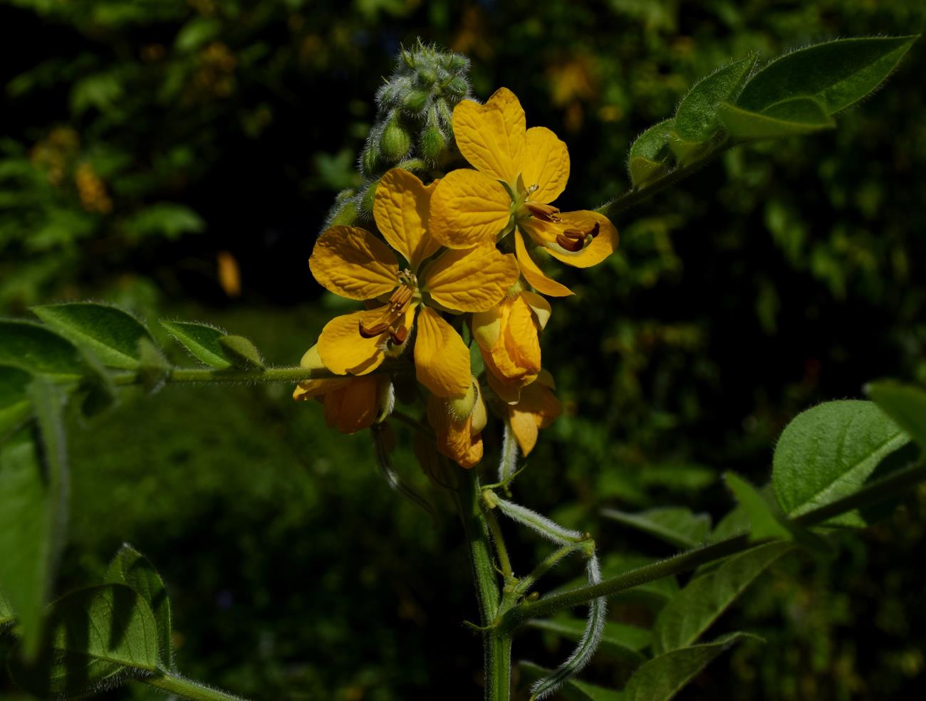 Cassia hirsuta