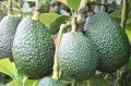 Australian consumption of avocados has been steadily increasing, with annual per capita consumption at around 3.2 kg per ...