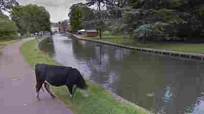 A Cow With No Name: Google Blurs Bovine Face For Privacy