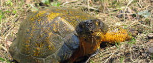 Wood Turtle