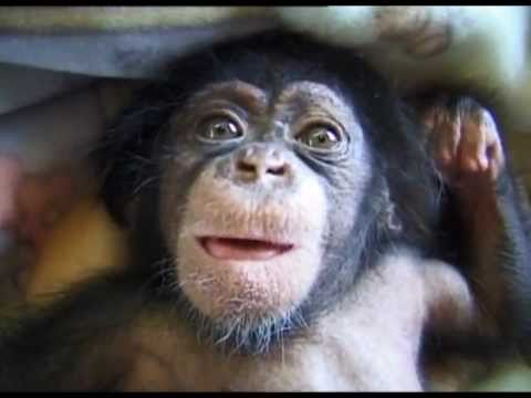 Cute and funny baby of chimpanzee