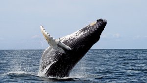 Humpback Whale, breaching