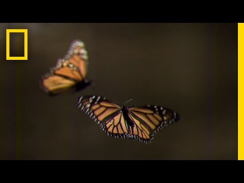 How to Create Your Own Monarch Butterfly Rest Stop